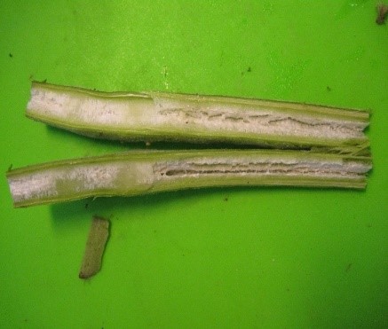 Фото 2. Стебель томата, поражённого: Fusarium oxysporum f. sp. lycopersici  