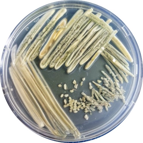 рис.4 Clavibacter michiganensis