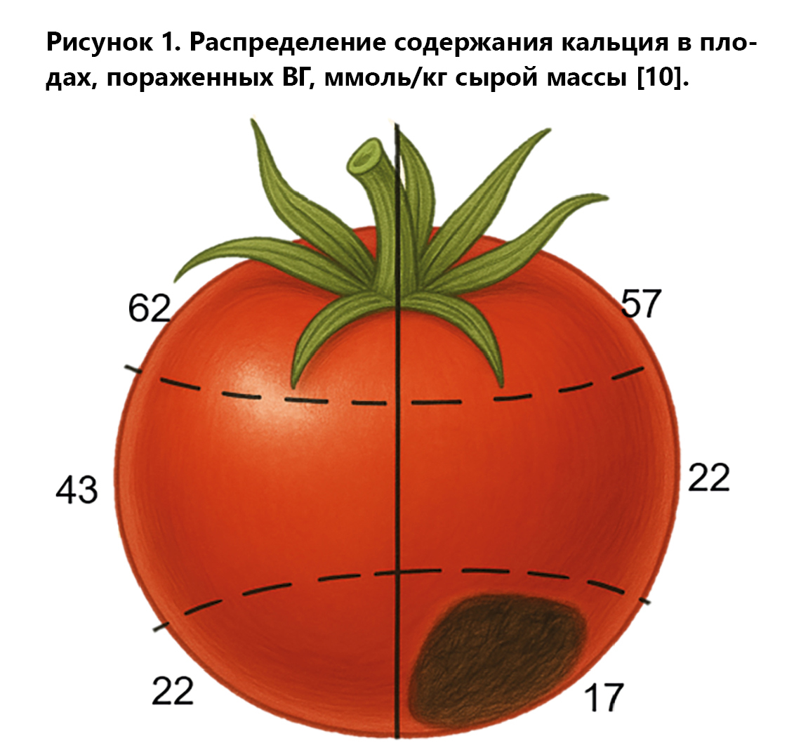 Рис.1 Распределение содержания кальция в плодах, пораженных ВГ, ммоль/кг сырой массы [10].