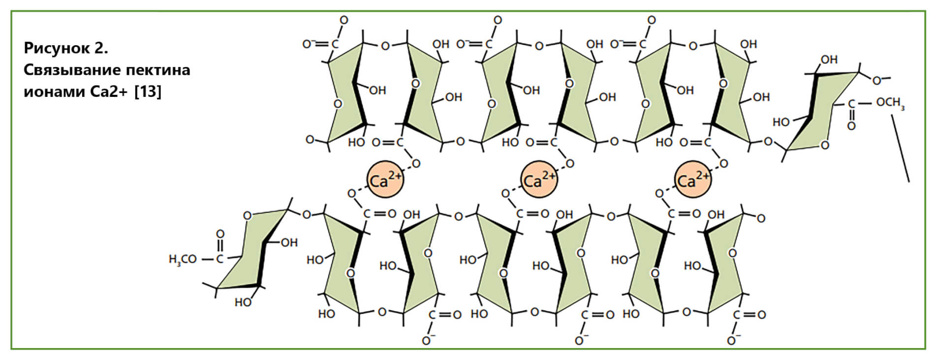 Рис.2 Связывание пектина ионами Ca2+ [13]
